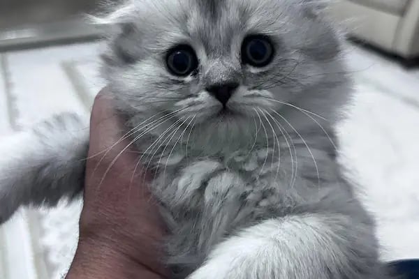 🐶🐶PETBULLS VETERİNER KLİNİĞİ🐱🐱 - Resim 2