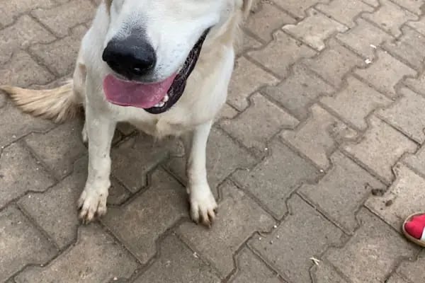 🐶🐶PETBULLS VETERİNER KLİNİĞİ🐱🐱 - Resim 19
