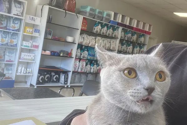 🐶🐶PETBULLS VETERİNER KLİNİĞİ🐱🐱 - Resim 5