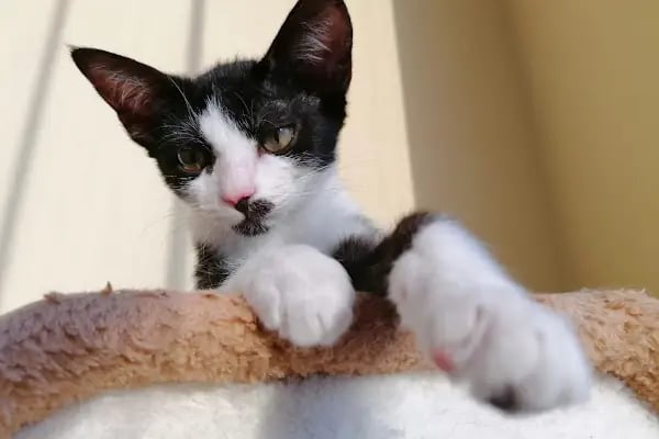 🐶🐶PETBULLS VETERİNER KLİNİĞİ🐱🐱 - Resim 18