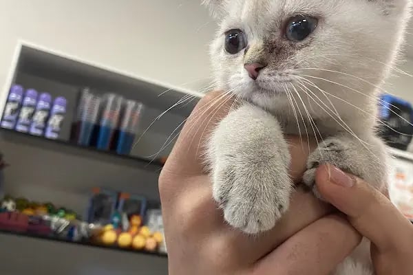 🐶🐶PETBULLS VETERİNER KLİNİĞİ🐱🐱 - Resim 17