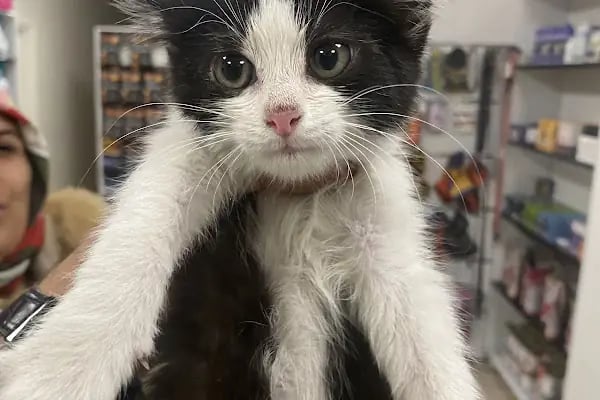 🐶🐶PETBULLS VETERİNER KLİNİĞİ🐱🐱 - Resim 9