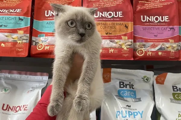 🐶🐶PETBULLS VETERİNER KLİNİĞİ🐱🐱 - Resim 3