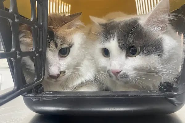 🐶🐶PETBULLS VETERİNER KLİNİĞİ🐱🐱 - Resim 6