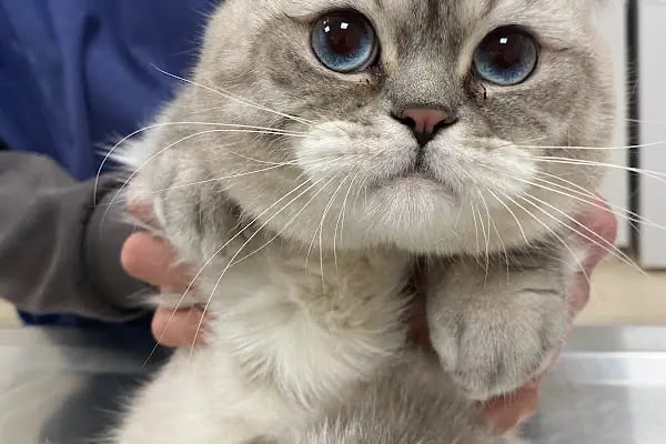 🐶🐶PETBULLS VETERİNER KLİNİĞİ🐱🐱 - Resim 16