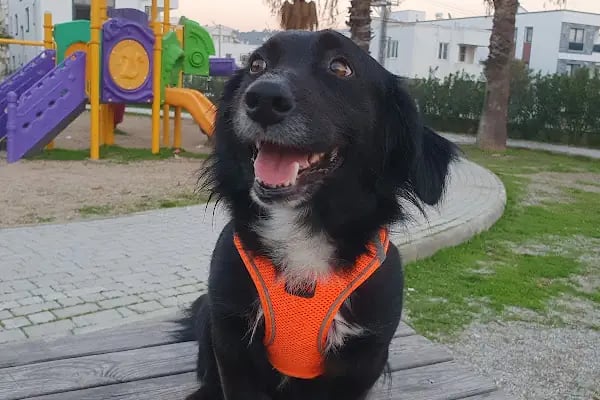 ARVEN VETERİNER KLİNİĞİ BODRUM - Resim 3