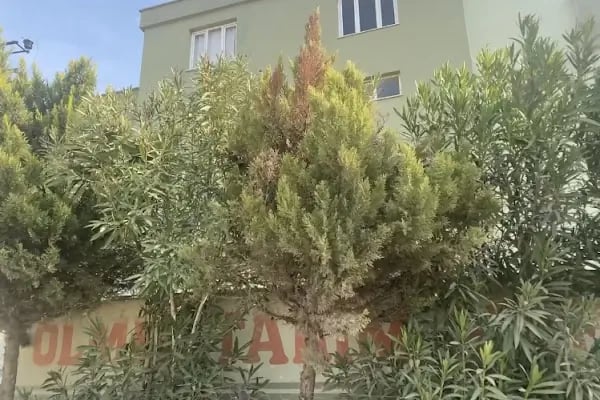 Ölmez Tarım Biber Fabr. - Resim 3