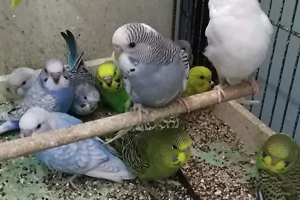 Güneşli petshop Bağcılar - Resim 12