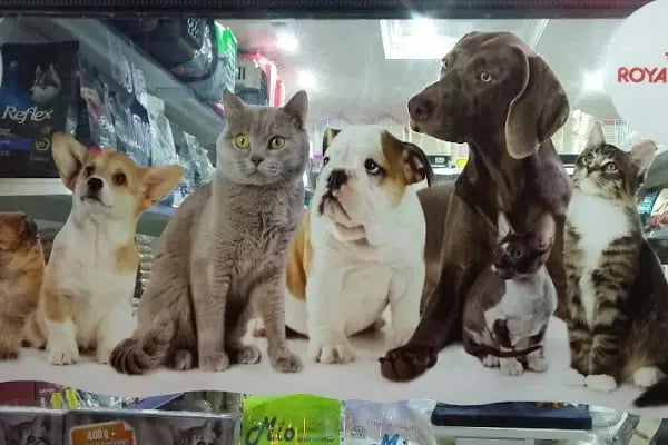 Güneşli petshop Bağcılar - Resim 11