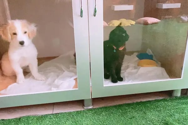 May Akvaryum Petshop Pet Hotel - Resim 12