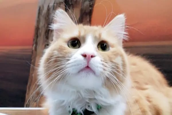 May Akvaryum Petshop Pet Hotel - Resim 2