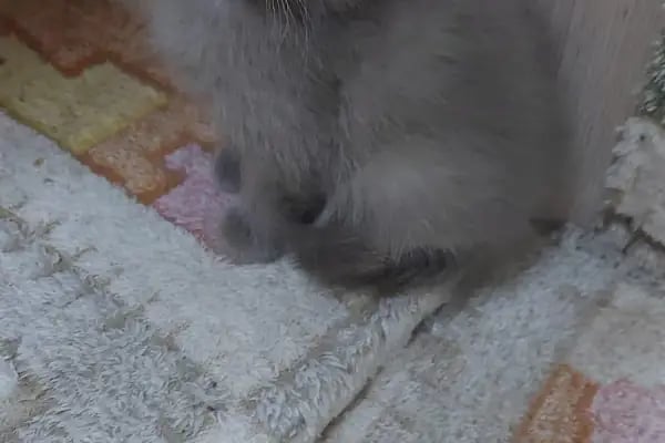 May Akvaryum Petshop Pet Hotel - Resim 13