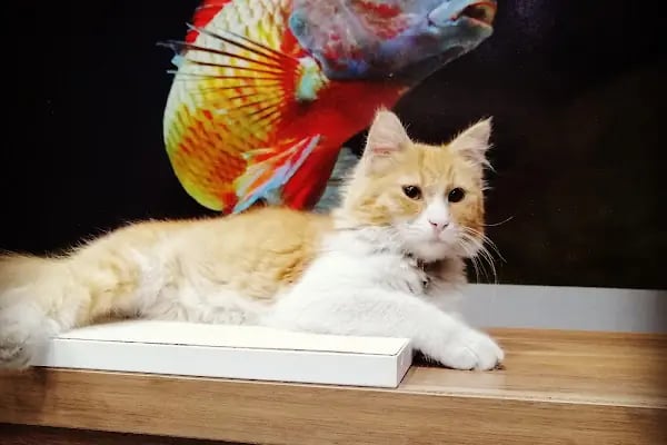 May Akvaryum Petshop Pet Hotel - Resim 9