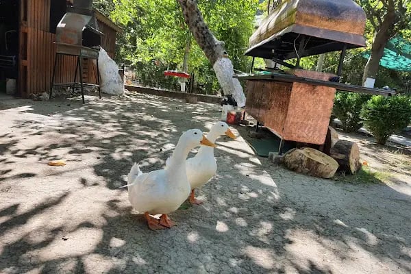 Şehr-i Ayaz Restoran Çiçekli köy Kahvaltı - Resim 12