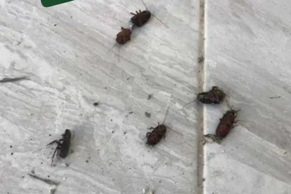 Balıkesir Çözüm ilaçlama ve temizlik hizmetleri - Resim 16