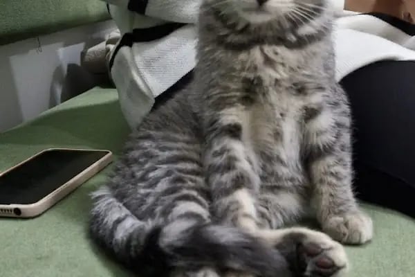 Lavin Mamak Veteriner Kliniği - Resim 13