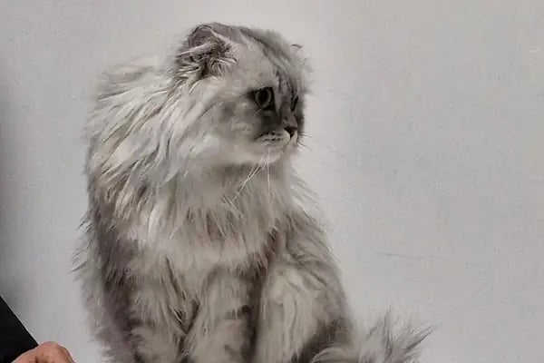 Lavin Mamak Veteriner Kliniği - Resim 10