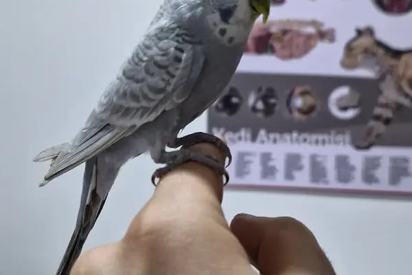 Lavin Mamak Veteriner Kliniği - Resim 8