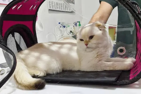 Lavin Mamak Veteriner Kliniği - Resim 4