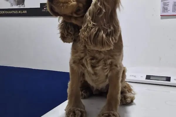 Lavin Mamak Veteriner Kliniği - Resim 20