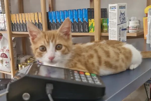 Lavin Mamak Veteriner Kliniği - Resim 18