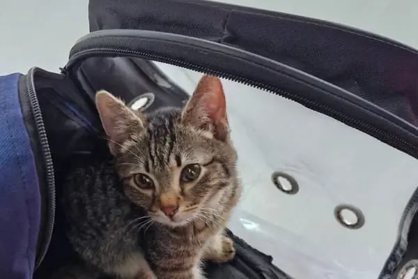 Lavin Mamak Veteriner Kliniği - Resim 16