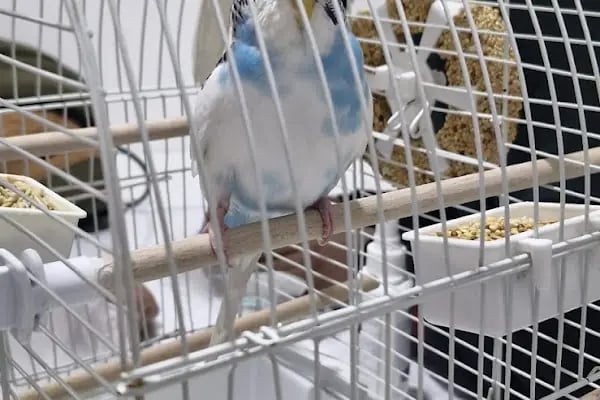 Lavin Mamak Veteriner Kliniği - Resim 15