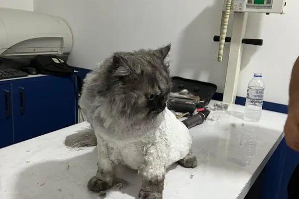 Lavin Mamak Veteriner Kliniği - Resim 12