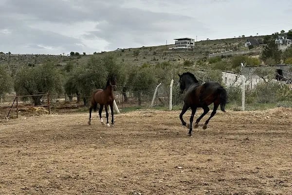 Gazi Binicilik Spor Kulübü & Anadolu Team Gaziantep - Resim 6