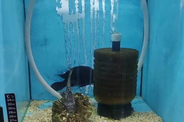 PURSAKLAR TEKKAYA PETSHOP - Resim 16