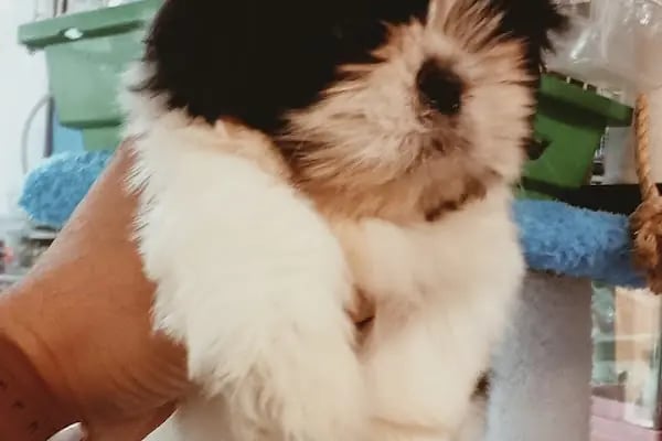 PURSAKLAR TEKKAYA PETSHOP - Resim 19