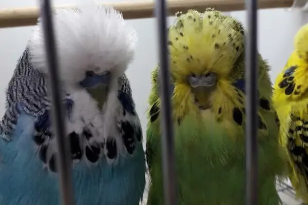 PURSAKLAR TEKKAYA PETSHOP - Resim 18