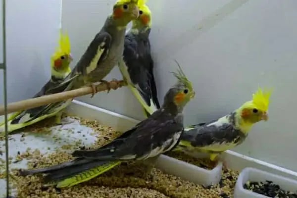 PURSAKLAR TEKKAYA PETSHOP - Resim 10