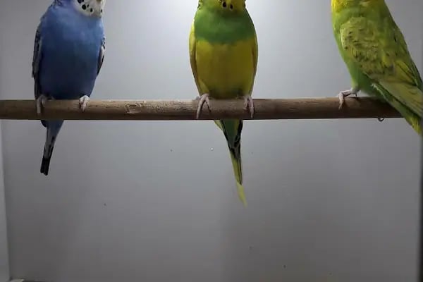 PURSAKLAR TEKKAYA PETSHOP - Resim 15