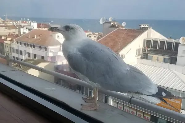 Usta Park Hotel - Resim 7