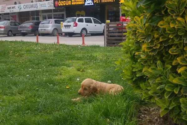 İnegöl Veteriner Muayenehanesi - Resim 7