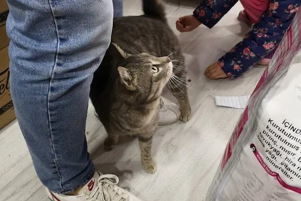 İnegöl Veteriner Muayenehanesi - Resim 5
