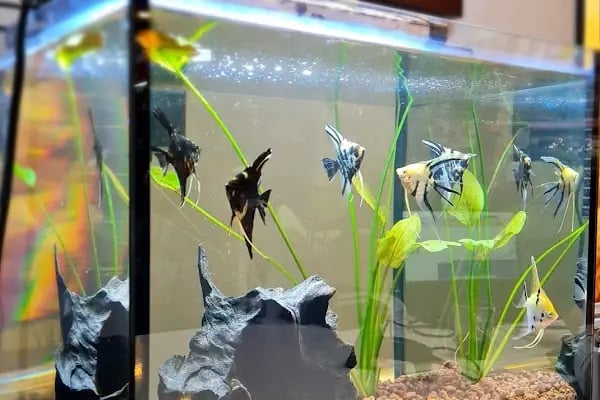 PetStar Petmarket - Resim 20