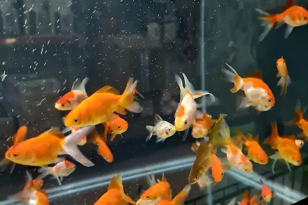 PetStar Petmarket - Resim 6