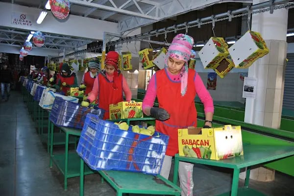 BABACANLAR SEBZE MEYVE KOM.TAR.TURZ.VE GIDA TIC LTD.ŞTİ. (MERKEZ) - Resim 17