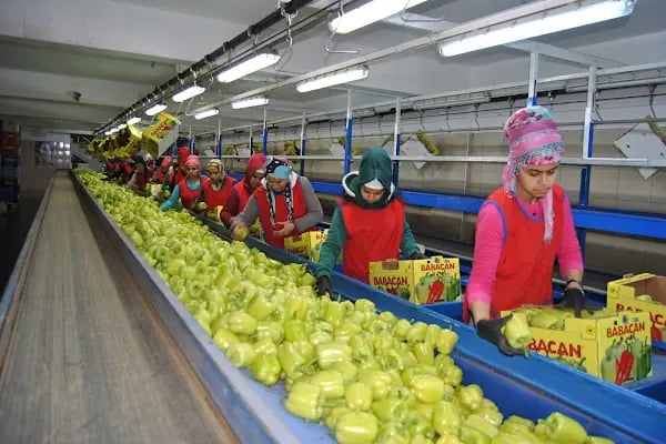 BABACANLAR SEBZE MEYVE KOM.TAR.TURZ.VE GIDA TIC LTD.ŞTİ. (MERKEZ) - Resim 20