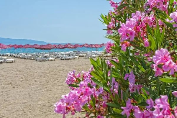 Bendis Beach Hotel - Resim 5