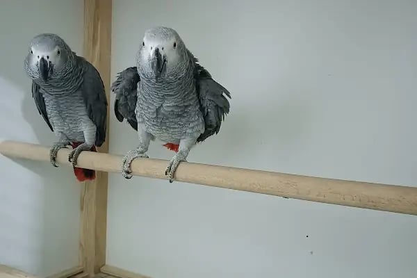 Jumbo Petshop - Resim 4