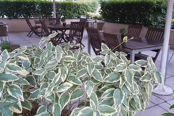 Cafe Veneto - Resim 10