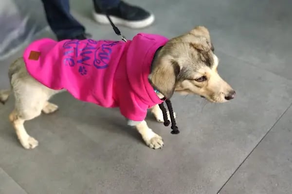 Paticik Pet Market - Resim 10