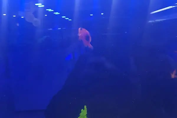 Emirhan akvaryum&amp;petshop - Resim 12