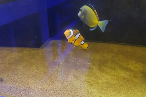 Emirhan akvaryum&amp;petshop - Resim 20
