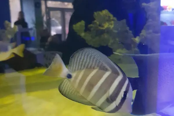 Emirhan akvaryum&amp;petshop - Resim 15