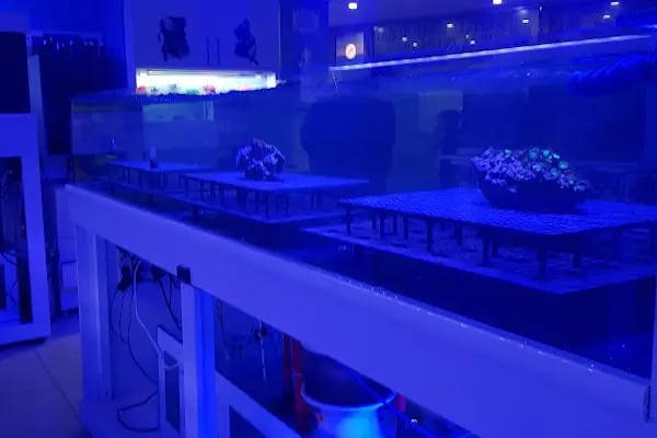 Emirhan akvaryum&amp;petshop - Resim 9