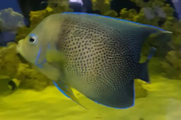 Emirhan akvaryum&amp;petshop - Resim 8